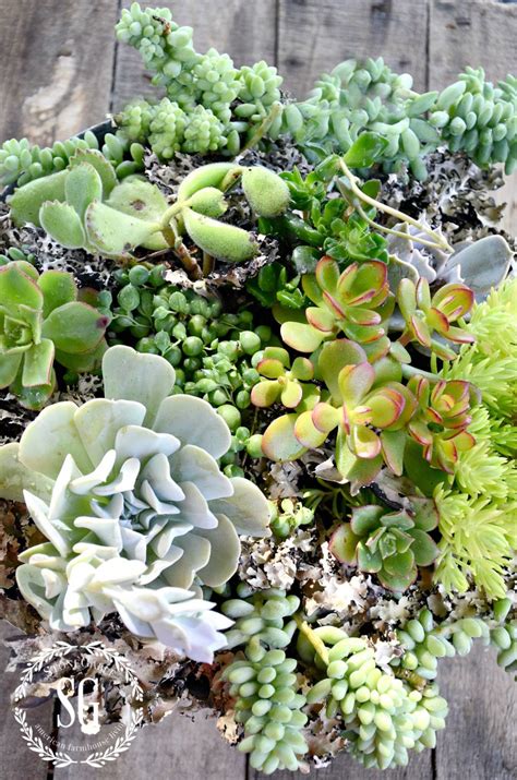 How To Plant Succulents Beautifully Stonegable