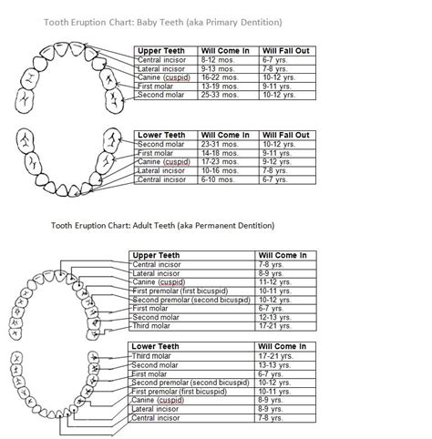 Dental teeth numbers and names. Tooth Eruption Chart | Josie Dovidio DDS | Teeth eruption ...