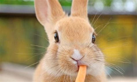 Cómo Alimentar A Un Conejo Correctamente Guía De Alimentación