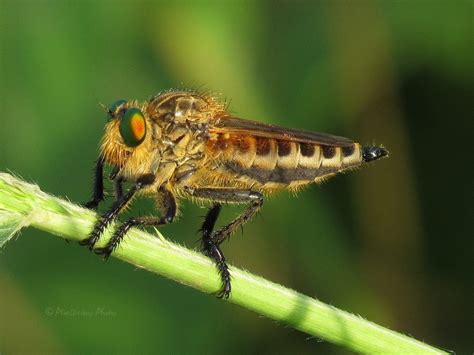 robber fly photos nature photography pixellicious