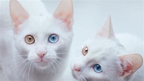 Photo by matthew larkin on unsplash netizen 62 belakang memang sedang diramaikan dengan meme meme aksi kocheng. Gambar Kucing Putih Imut - Koleksi Gambar HD