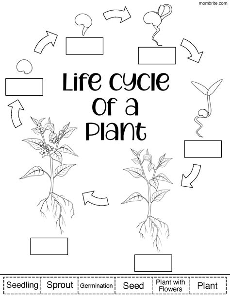 Plant Life Cycle Worksheet Th Grade Joanie Wick