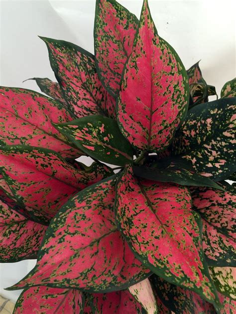 Red Valentine Chinese Evergreen Plant Aglaonema Grows