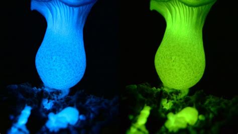 Scientists Decode The Secret Of Glowing Mushrooms Mental Floss