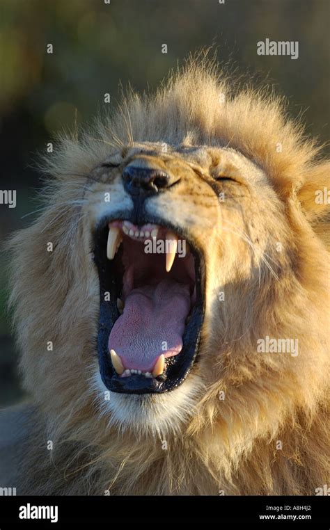 Male Lion With Its Mouth Wide Open Roaring In The Masai Mara National