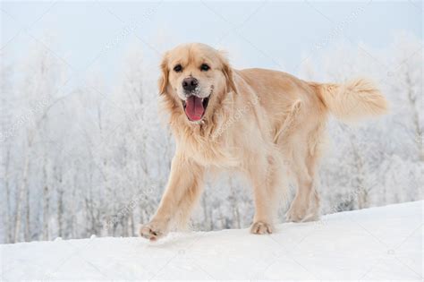 Golden Retriever Running In The Snow — Stock Photo © Nejron 5310910