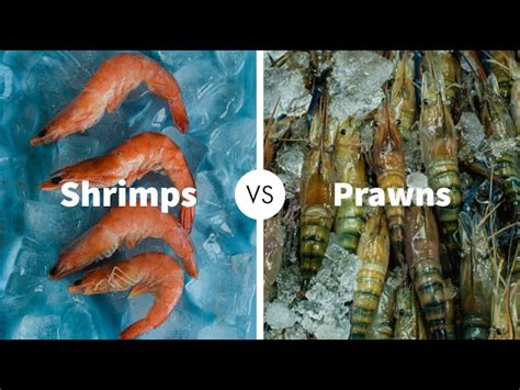 Difference Between Shrimps And Prawns Shrimps Prawns Elemenopy