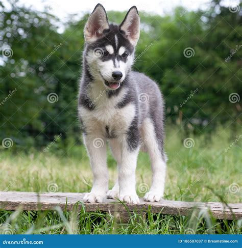 Black And White Siberian Husky Puppy Stock Image Image Of Husky