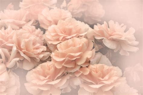 Peach Pastels Rose Garden Photograph By Jennie Marie Schell Fine Art