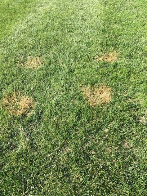 What Caused The Yellow Spots On The Lawn Lawn Care Forum