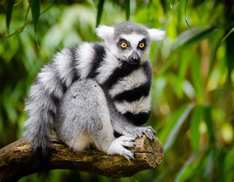 Madagascar Animals List Habitats And Pictures
