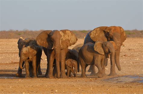 Elephant Calf Young Animal Desert African Elephant Vertebrate