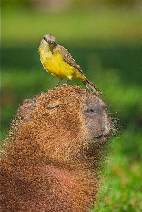 Chilling Capybaras Know Your Meme