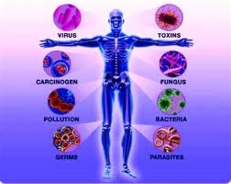Most important biology bits in telugu/human body in telugu |general awareness bits for all govt jobs. The Immune System - The Body's First Line of Defense ...