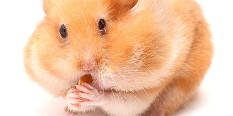 Syrian Hamsters Golden Hamsters Beautiful 1 Specie