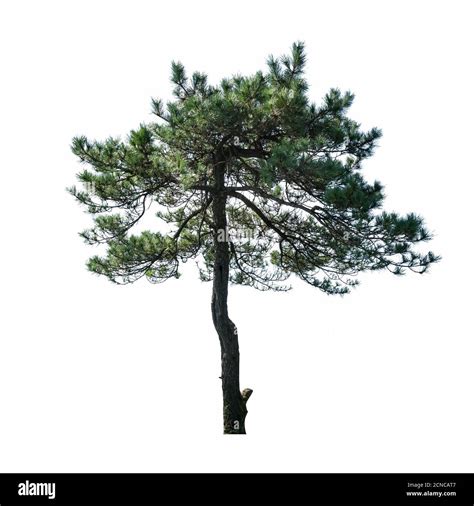 Pine Tree Isolated Stock Photo Alamy