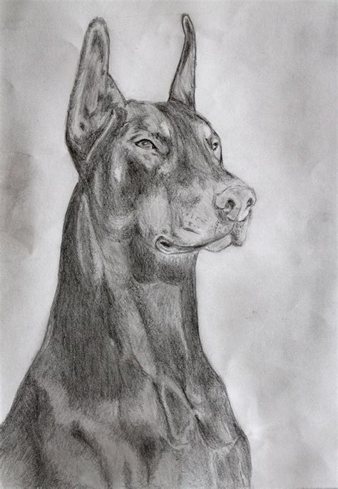 26 Realistic Doberman Drawing Graemeguyatri