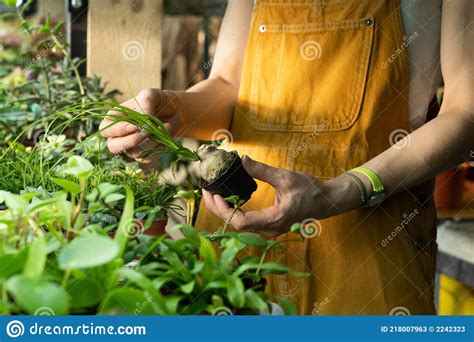 Closeup Of Female Florist Caring For Plant Nursery With Little Succulents Greenhouse Worker At