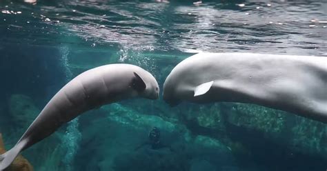 Youll Instantly Fall In Love With This Beluga Whale And Her Calf
