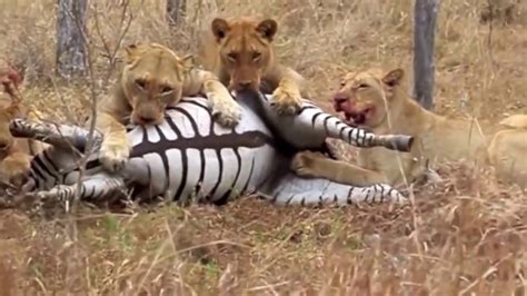 Male Lions Attack Zebra Unbelievable Touching Scene Youtube