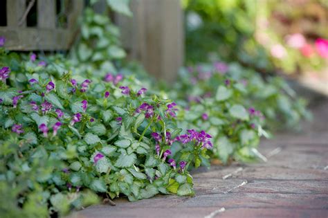 10 Great Groundcovers That Solve Your Landscaping Problems Better