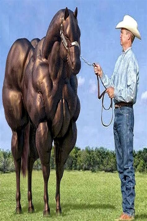 Top 8 Biggest Horses In The World Largest Horse Breed Horse Breeds