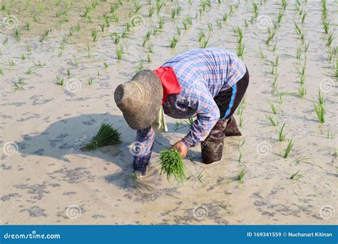 Thailand Farmers Rice Planting Working Paddy Cultivation Editorial Stock Image Image Of Rice
