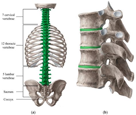 Vertebral Column With Rib Cage Anatomy Model Life Size Human Spine With Complete Vertebrae Cast