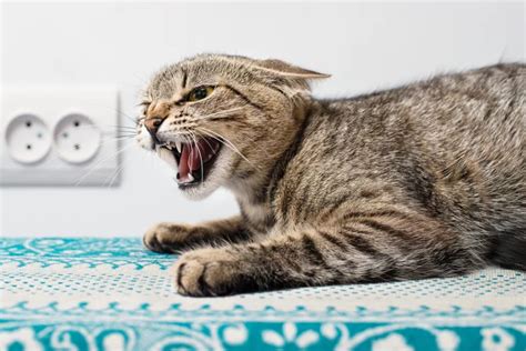 Symptoms Of Rabies In Cats The Village Vets