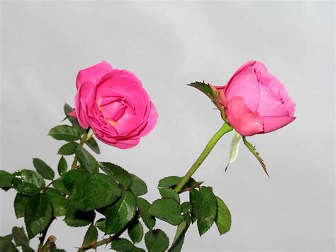 1000 beautiful rose flower photos pexels free stock photos. Gulab Ka Phool Images | Auto Design Tech