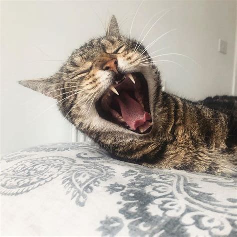 There are certain vegetables you can feed them too. What do cats like to eat on a hot day ? .... Mice-Cream 🍦🐭 ...