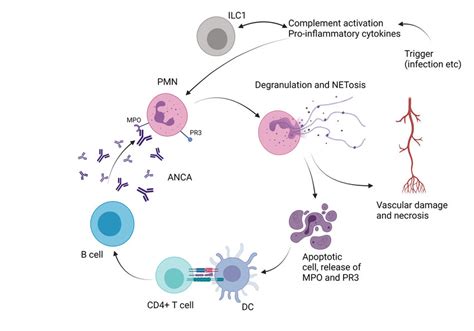 Role Of Ilc In Anti Neutrophil Cytoplasm Antibodies Anca Associated