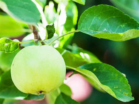 14 Dwarf Fruit Trees To Create A Mini Orchard On Your Patio