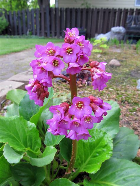 Bergenia Flowers This Is The First Year That The Bergenia Flickr