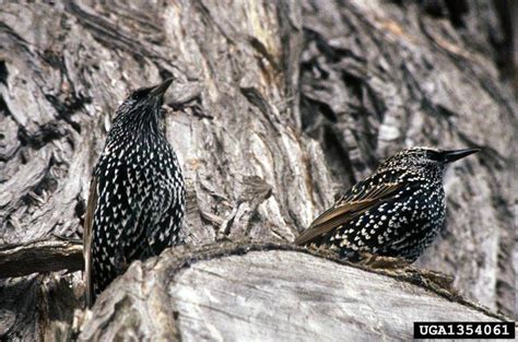 European Starling New York Invasive Species Information