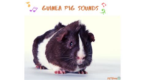 What Do Guinea Pig Sounds And Body Language Mean Petsium