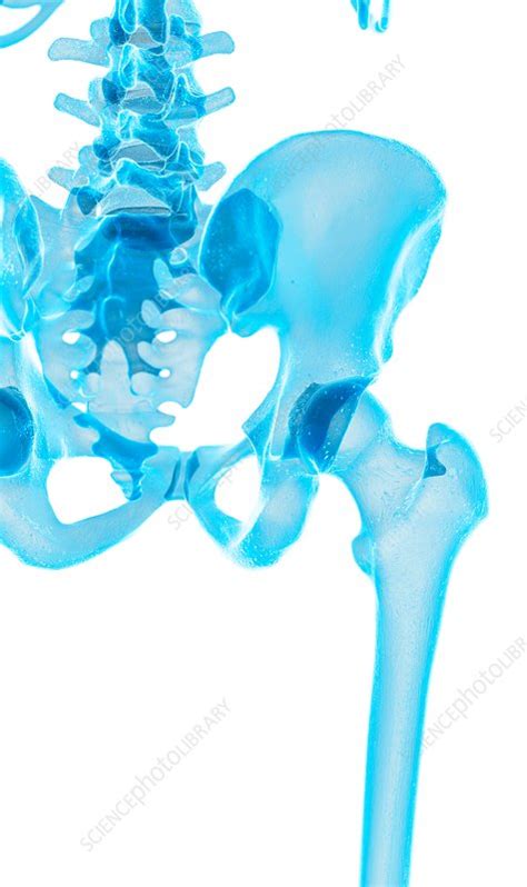 Human Hip Bones Stock Image F0163359 Science Photo Library