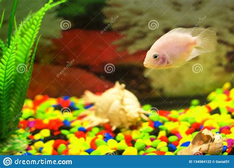 Yellow Fish In Aquarium Soft Focus Stock Photo Image Of