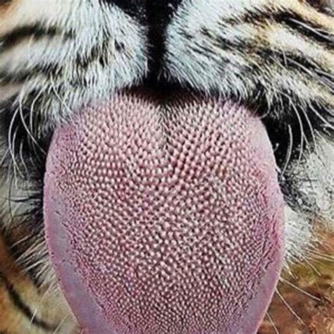 144 tiger tongue