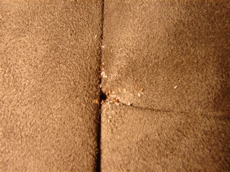 How To Get Rid Of Bed Bugs In A Mattress
