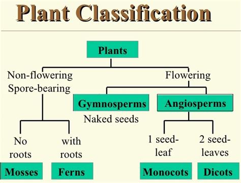 Lesson Plan Of Plants Flowering And Non Flowering Plants