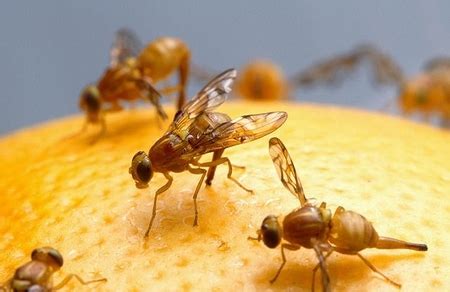 Fruit Fly Lifespan Anatomy Life Cycle Study Com