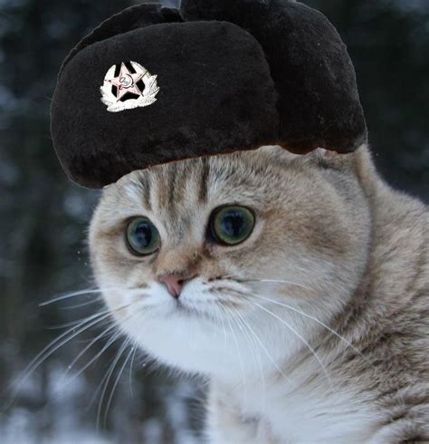 Possibly My Favorite Picture In The Entire World Soviet Kitty Cat