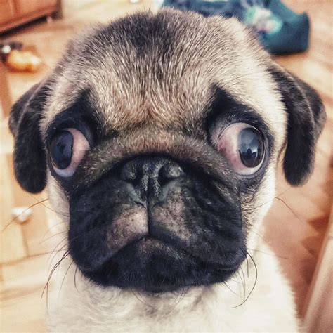 Extreme Close Ups Give Me Googly Eyes Pug Pugs Dog Dogs In 2021