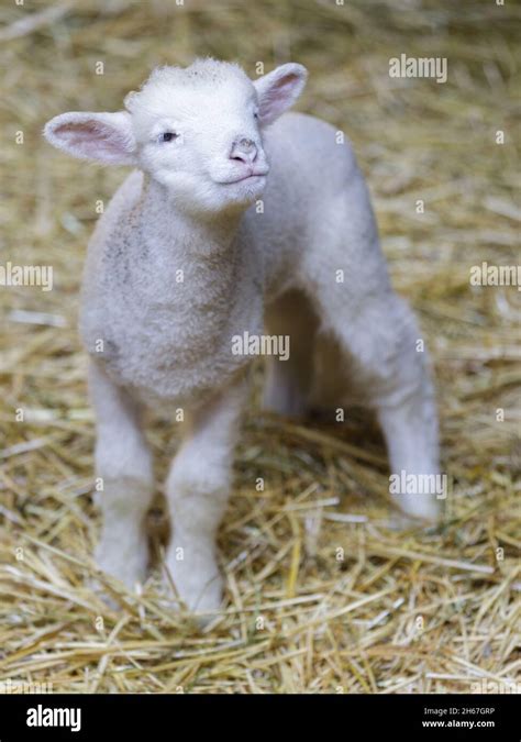 Lamb Standing Inside Animal Pen Farm In Santa Clara County California