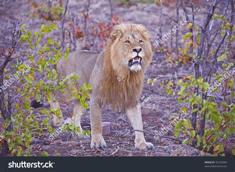 Magnificent African Male Lion Comes Out Stock Photo 35163004 Shutterstock