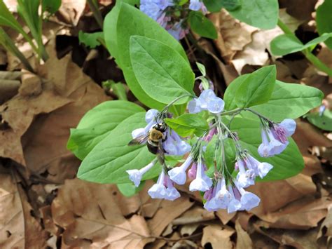Top Spring Wildflower Hikes In The Blue Ridge Mountains