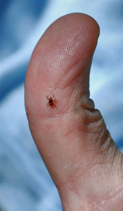Snow Protects Infected Ticks