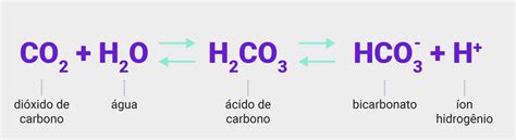 Água Ph E Tampões Bioquímica E Biofísica