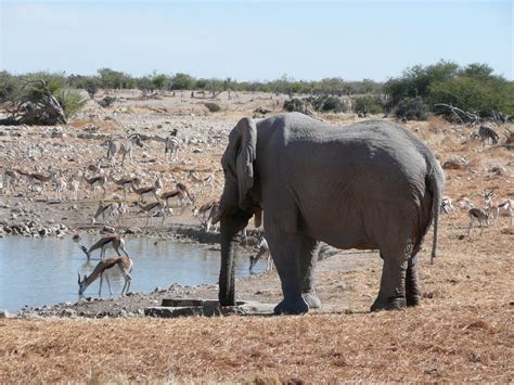 Free Elephant At Watering Hole Stock Photo
